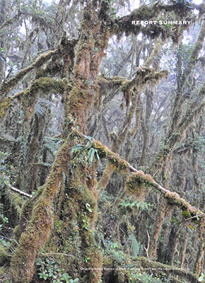 Report summary (Tok Pisin)